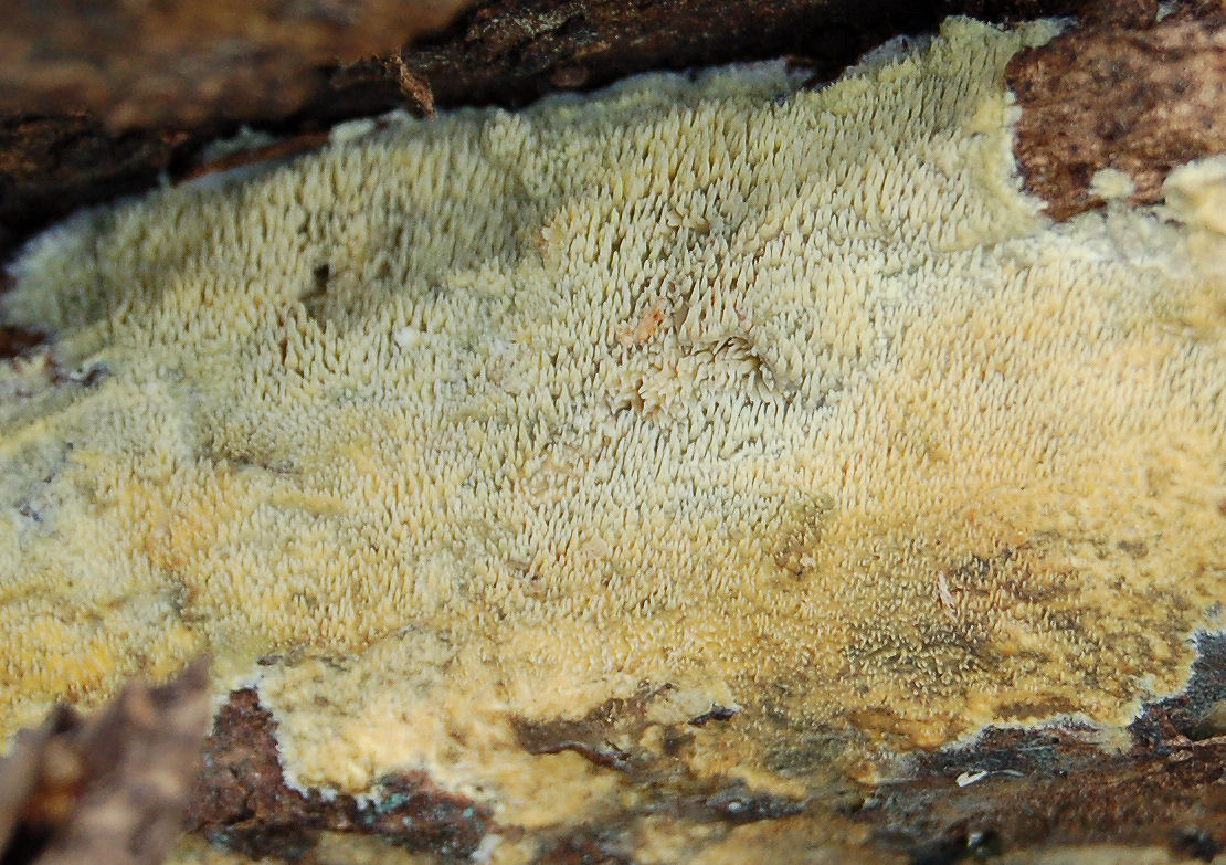 Mycoacia uda